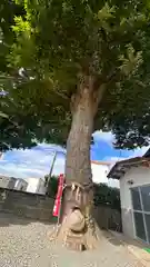 須賀神社(宮城県)