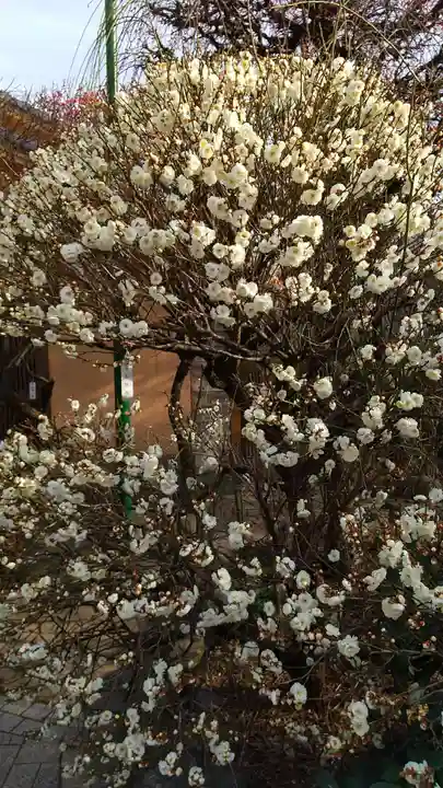小村井 香取神社の庭園