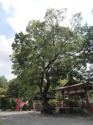 越谷香取神社の自然