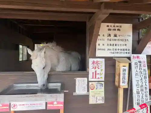 鹿児島神宮の{uncategorized: "未分類", other: "その他", undefined: "問題あり", building: "その他建物", grave: "お墓", sacred_gate: "鳥居", guardian: "狛犬", statue: "像", buddha: "仏像", history: "歴史", nature: "自然", garden: "庭園", animal: "動物", pagoda: "塔", temizu: "手水舎", mountain_gate: "山門・神門", sanctuary: "本殿・本堂", subordinate: "末社・摂社", art: "芸術", scenery: "景色", jizo: "地蔵", ema: "絵馬", goshuin: "御朱印", omikuji: "おみくじ", items: "授与品その他", amulet: "お守り", goshuincho: "御朱印帳", eats: "食事", festival: "お祭り", votive_dance: "神楽", shichigosan: "七五三参", wedding: "結婚式", experience: "体験その他", initially: "初詣", around: "周辺", anti_infection: "感染症対策"}