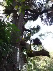 神龍八大龍王神社の自然