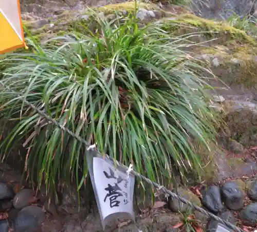 神橋(二荒山神社)の自然