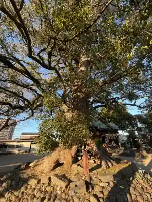 六所神社(六所宮)の{uncategorized: "未分類", other: "その他", undefined: "問題あり", building: "その他建物", grave: "お墓", sacred_gate: "鳥居", guardian: "狛犬", statue: "像", buddha: "仏像", history: "歴史", nature: "自然", garden: "庭園", animal: "動物", pagoda: "塔", temizu: "手水舎", mountain_gate: "山門・神門", sanctuary: "本殿・本堂", subordinate: "末社・摂社", art: "芸術", scenery: "景色", jizo: "地蔵", ema: "絵馬", goshuin: "御朱印", omikuji: "おみくじ", items: "授与品その他", amulet: "お守り", goshuincho: "御朱印帳", eats: "食事", festival: "お祭り", votive_dance: "神楽", shichigosan: "七五三参", wedding: "結婚式", experience: "体験その他", initially: "初詣", around: "周辺", anti_infection: "感染症対策"}