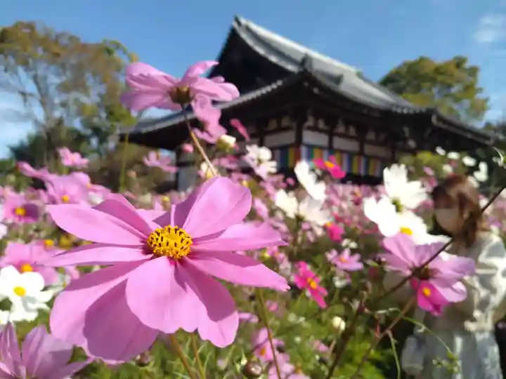 般若寺 ❁コスモス寺❁の自然
