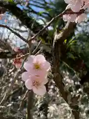 成田山新勝寺の自然