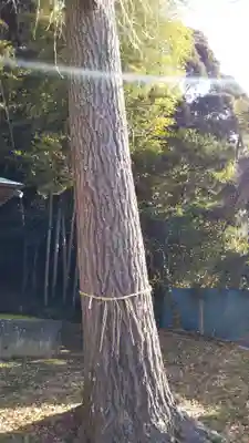 二宮神社の自然