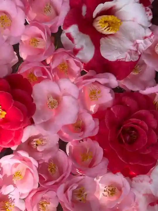 霊鑑寺門跡(京都府)