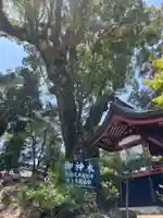 鹿児島神宮の自然