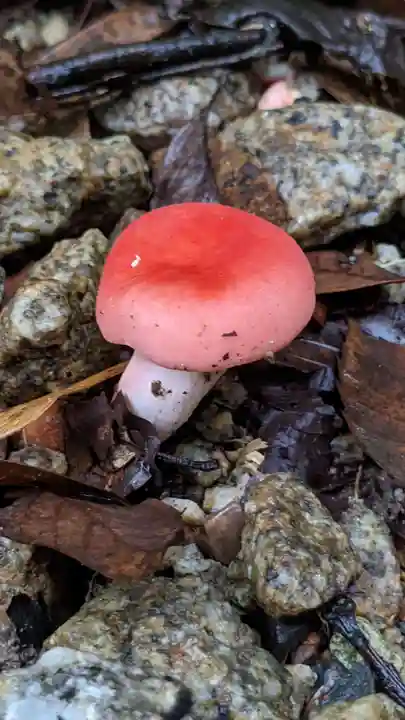 玉野御嶽神社の自然