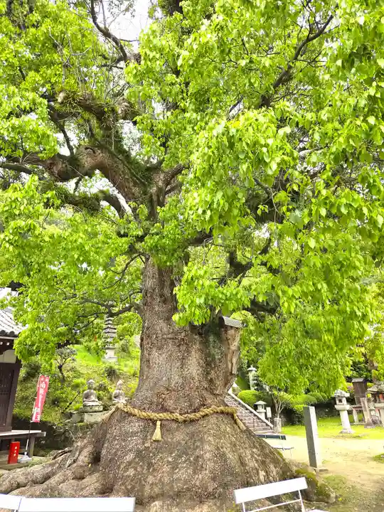観音寺(香川県)