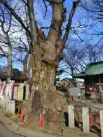 諏訪神社(埼玉県)