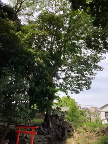 澤蔵司稲荷（慈眼院）(東京都)