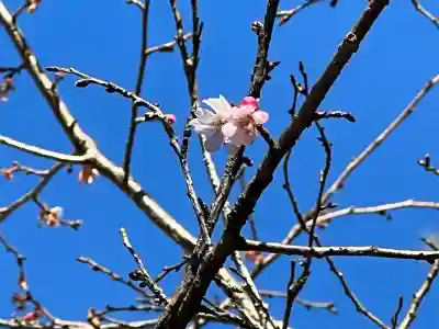櫻木神社(千葉県)