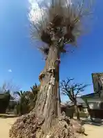 法雲寺の{uncategorized: "未分類", other: "その他", undefined: "問題あり", building: "その他建物", grave: "お墓", sacred_gate: "鳥居", guardian: "狛犬", statue: "像", buddha: "仏像", history: "歴史", nature: "自然", garden: "庭園", animal: "動物", pagoda: "塔", temizu: "手水舎", mountain_gate: "山門・神門", sanctuary: "本殿・本堂", subordinate: "末社・摂社", art: "芸術", scenery: "景色", jizo: "地蔵", ema: "絵馬", goshuin: "御朱印", omikuji: "おみくじ", items: "授与品その他", amulet: "お守り", goshuincho: "御朱印帳", eats: "食事", festival: "お祭り", votive_dance: "神楽", shichigosan: "七五三参", wedding: "結婚式", experience: "体験その他", initially: "初詣", around: "周辺", anti_infection: "感染症対策"}