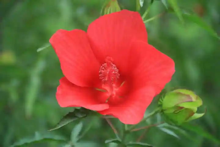 阿久津「田村神社」(郡山市阿久津町)旧社名:伊豆箱根三嶋三社の庭園
