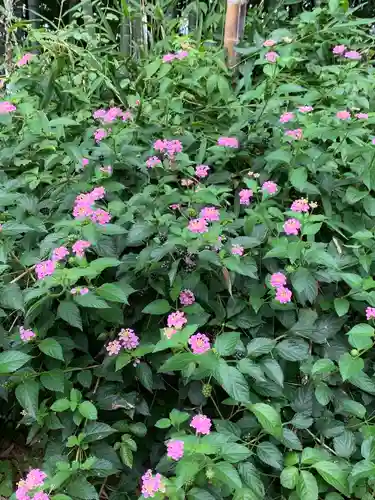 諏訪神社(神奈川県)