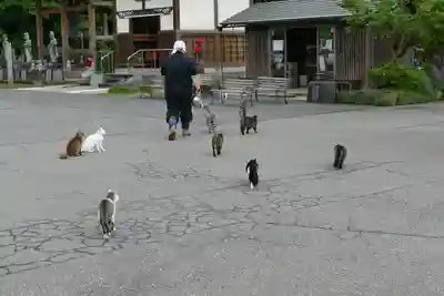 御誕生寺（猫寺）(福井県)