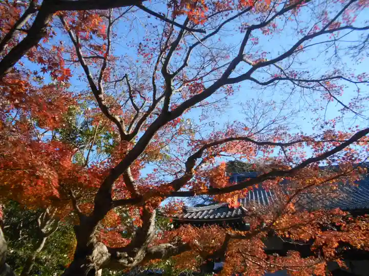 安國論寺(安国論寺)の自然