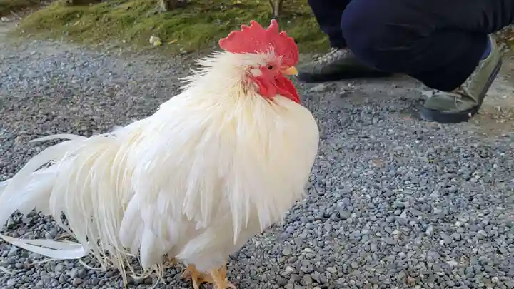 伊勢神宮内宮(皇大神宮)の動物