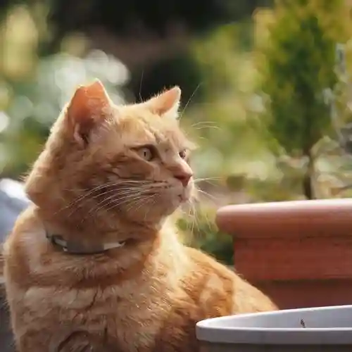 天王山 安楽寺(福井県)