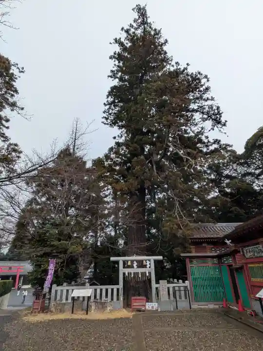 大杉神社(茨城県)