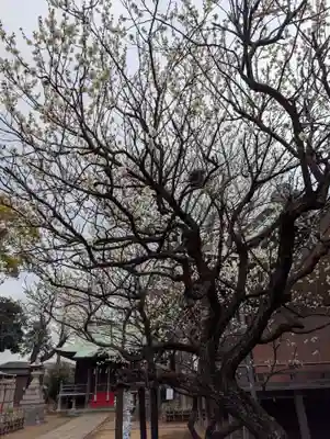 白幡八幡神社(神奈川県)