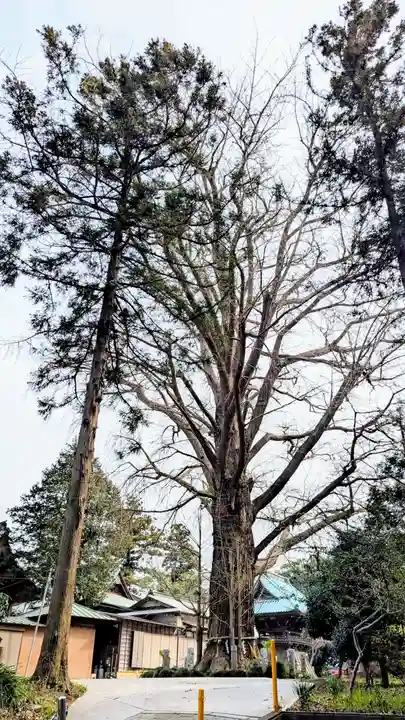 飯綱神社の自然