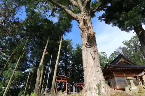 阿久津「田村神社」（郡山市阿久津町）旧社名：伊豆箱根三嶋三社の庭園