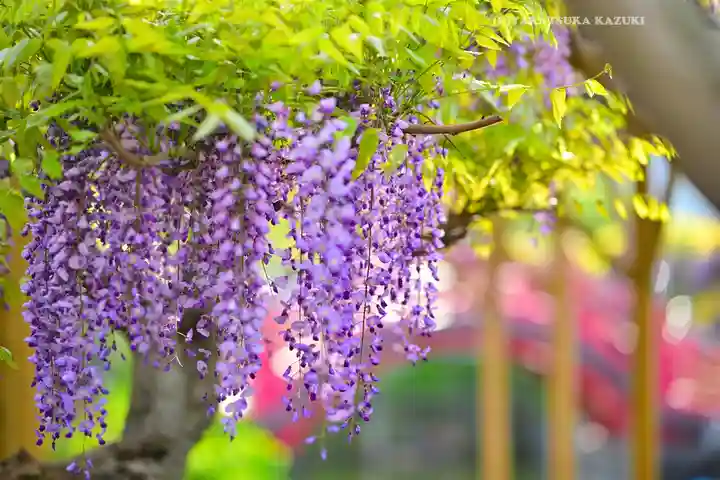 亀戸天神社(東京都)