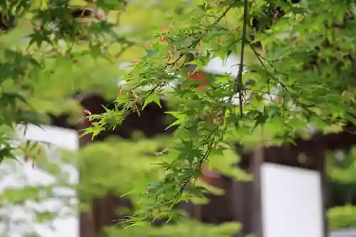 酬恩庵一休寺の自然