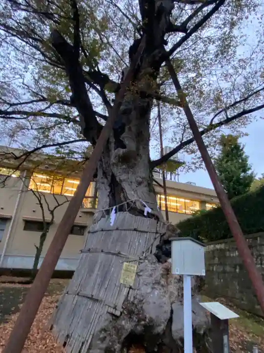 白山神社の自然