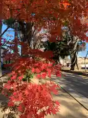 武蔵一宮氷川神社の自然