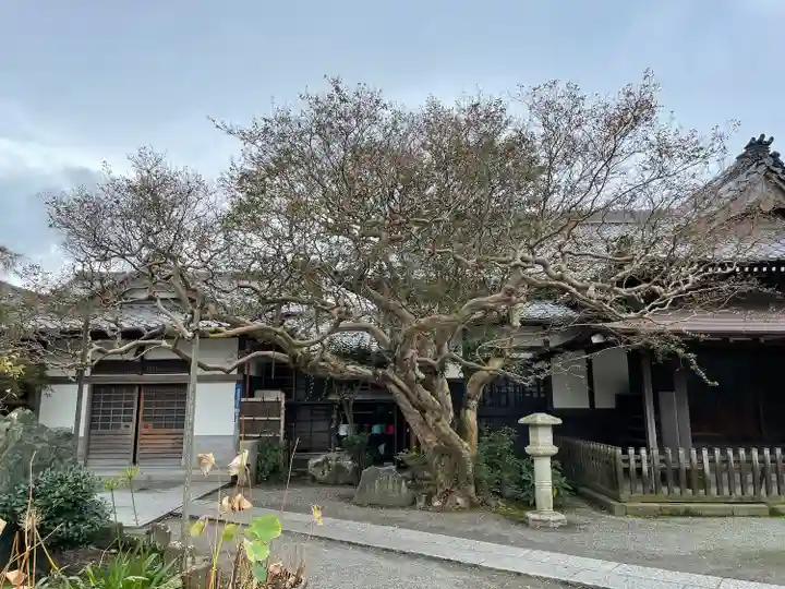 本覚寺のその他建物