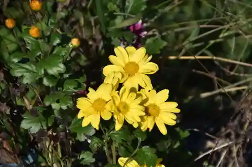 出雲大神宮の自然