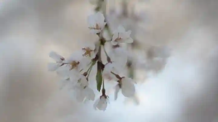 足羽神社(福井県)