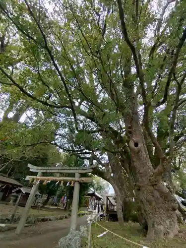 藤白神社の{uncategorized: "未分類", other: "その他", undefined: "問題あり", building: "その他建物", grave: "お墓", sacred_gate: "鳥居", guardian: "狛犬", statue: "像", buddha: "仏像", history: "歴史", nature: "自然", garden: "庭園", animal: "動物", pagoda: "塔", temizu: "手水舎", mountain_gate: "山門・神門", sanctuary: "本殿・本堂", subordinate: "末社・摂社", art: "芸術", scenery: "景色", jizo: "地蔵", ema: "絵馬", goshuin: "御朱印", omikuji: "おみくじ", items: "授与品その他", amulet: "お守り", goshuincho: "御朱印帳", eats: "食事", festival: "お祭り", votive_dance: "神楽", shichigosan: "七五三参", wedding: "結婚式", experience: "体験その他", initially: "初詣", around: "周辺", anti_infection: "感染症対策"}