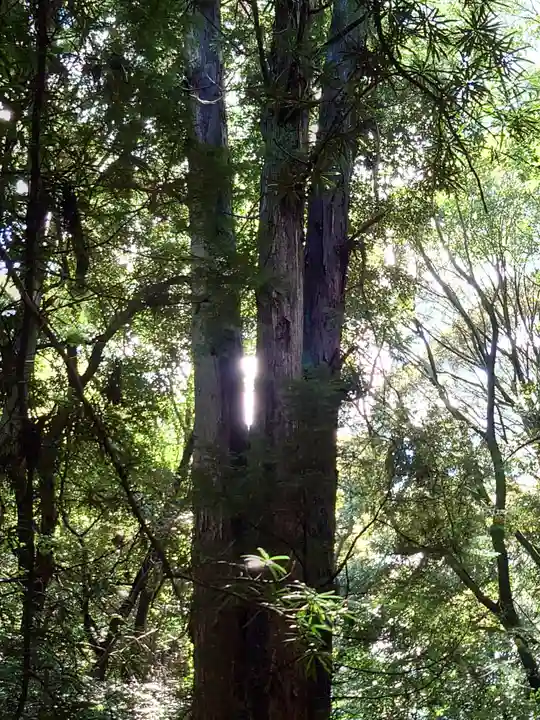 星田妙見宮の自然