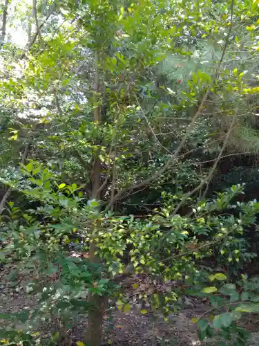 木華佐久耶比咩神社の自然