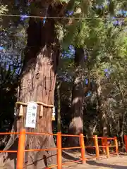 息栖神社の自然