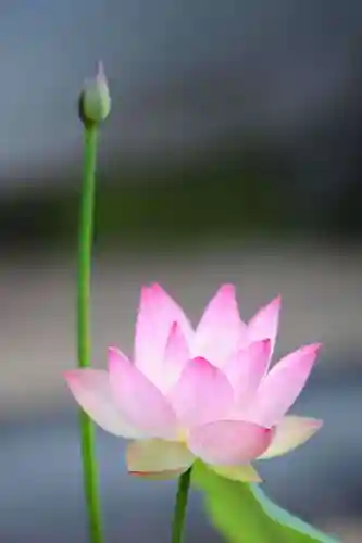 浄土寺(兵庫県)