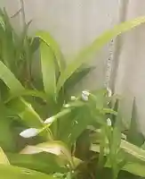 西方山極楽寺(岐阜県)