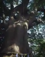 常陸第三宮 吉田神社(茨城県)