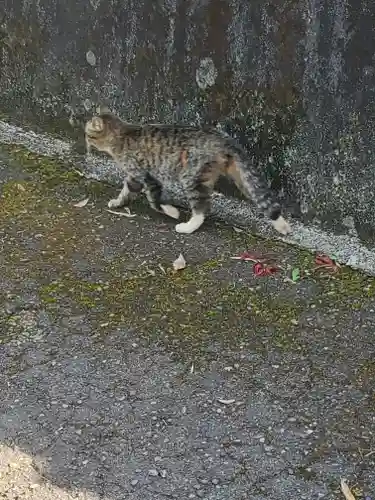 賀茂神社の動物