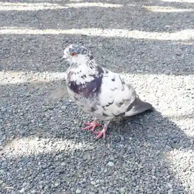 旗上弁財天社の{uncategorized: "未分類", other: "その他", undefined: "問題あり", building: "その他建物", grave: "お墓", sacred_gate: "鳥居", guardian: "狛犬", statue: "像", buddha: "仏像", history: "歴史", nature: "自然", garden: "庭園", animal: "動物", pagoda: "塔", temizu: "手水舎", mountain_gate: "山門・神門", sanctuary: "本殿・本堂", subordinate: "末社・摂社", art: "芸術", scenery: "景色", jizo: "地蔵", ema: "絵馬", goshuin: "御朱印", omikuji: "おみくじ", items: "授与品その他", amulet: "お守り", goshuincho: "御朱印帳", eats: "食事", festival: "お祭り", votive_dance: "神楽", shichigosan: "七五三参", wedding: "結婚式", experience: "体験その他", initially: "初詣", around: "周辺", anti_infection: "感染症対策"}