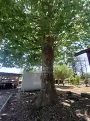 白髭神社(埼玉県)