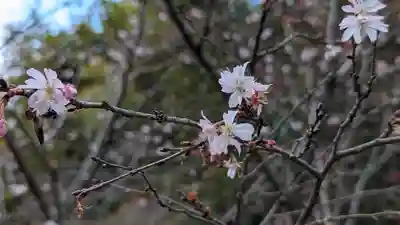 平野神社(京都府)