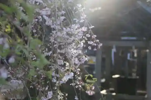 神炊館神社 ⁂奥州須賀川総鎮守⁂の自然