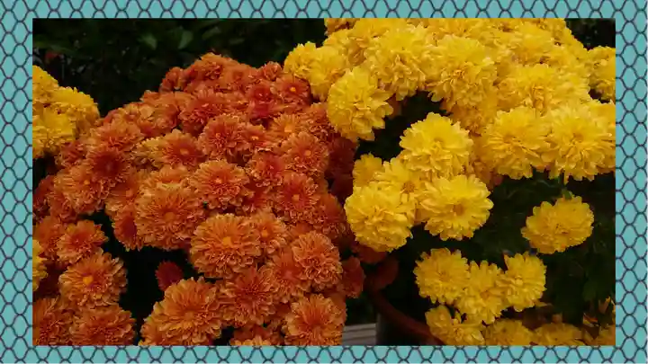 笠間稲荷神社(茨城県)