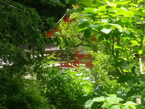 荏柄天神社の自然