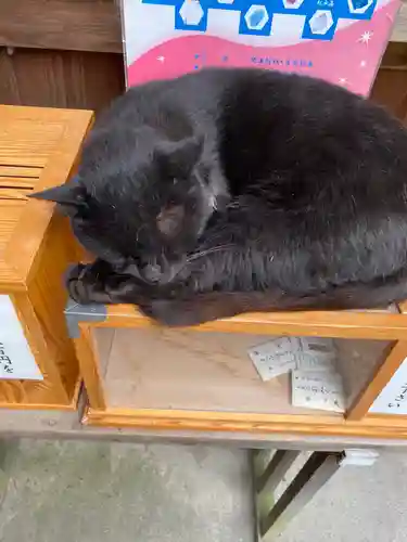 梅宮大社の動物